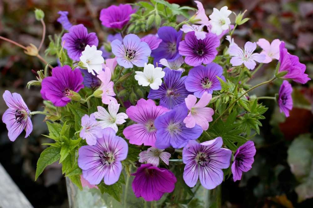 Storkenæb 'Breeders Mix'